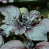 Japanese Medicinal Herb Seed Collection (Burdock, Gobo; Catnip, Japanese; Shiso, Purple; Shungiku; Yomogi) - Image 12