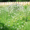 Queen Anne's Lace (Daucus carota) seeds, Organic [WA no] - Image 5