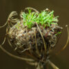 Queen Anne's Lace (Daucus carota) seeds, Organic [WA no] - Image 6