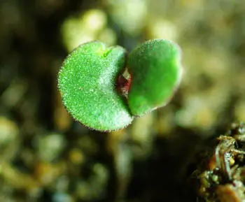 Shiso, Purple (Perilla frutescens) seeds, organic - Image 2