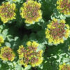 Rhodiola (Rhodiola rosea) potted plant, organic - Image 6