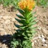 Rhodiola (Rhodiola rosea), packet of 100 seeds