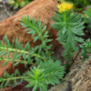 Rhodiola (Rhodiola rosea), packet of 100 seeds - Image 5