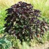 Japanese Medicinal Herb Seed Collection (Burdock, Gobo; Catnip, Japanese; Shiso, Purple; Shungiku; Yomogi) - Image 10