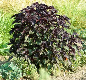 Shiso, Purple (Perilla frutescens) seeds, organic - Image 6