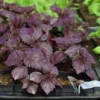 Japanese Medicinal Herb Seed Collection (Burdock, Gobo; Catnip, Japanese; Shiso, Purple; Shungiku; Yomogi) - Image 11