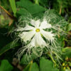 Gourd, Snake (Trichosanthes kirilowii) seeds, organic - Image 3