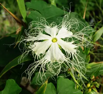 Gourd, Snake (Trichosanthes kirilowii) seeds, organic - Image 3