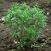 Savory, Summer (Satureja hortensis) seeds, organic - Image 4