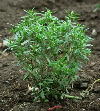 Savory, Summer (Satureja hortensis) seeds, organic - Image 4