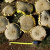 Sunflower, Russian Mammoth (Helianthus annuus) seeds, organic - Image 2