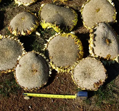 Sunflower, Russian Mammoth (Helianthus annuus) seeds, organic - Image 2