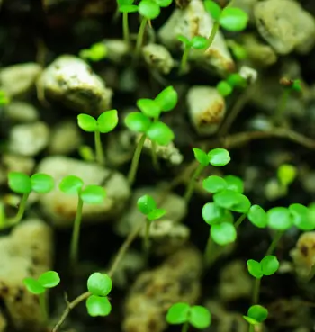 Watercress (Nasturtium officinale) seeds, organic - Image 3