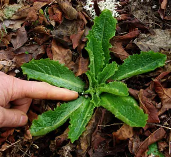 Lettuce, Wild (Wild Lettuce) (Lactuca virosa) seeds, organic - Image 7