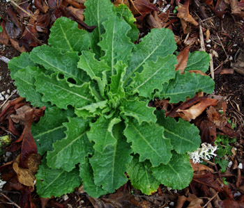 Image result for wild lettuce