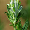 Japanese Medicinal Herb Seed Collection (Burdock, Gobo; Catnip, Japanese; Shiso, Purple; Shungiku; Yomogi) - Image 8