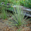 Yucca, Soapweed (Yucca glauca), packet of 20 seeds - Image 3