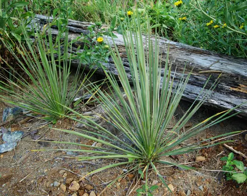 Yucca, Soapweed (Yucca glauca), packet of 20 seeds - Image 3