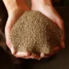 Alfalfa (Medicago sativa) seeds, organic - Image 2