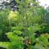 Japanese Medicinal Herb Seed Collection (Burdock, Gobo; Catnip, Japanese; Shiso, Purple; Shungiku; Yomogi) - Image 4