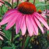 Echinacea purpurea potted plant, organic