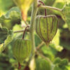 Japanese Lantern (Physalis alkekengi franchetii), packet of 50 seeds, organic - Image 2