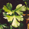 Parsley, Italian (Petroselinum crispum) seeds, organic - Image 2
