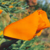 Poppy, California Open Pollinated (Eschscholzia californica) seeds - Image 5