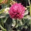 Clover, Red (Trifolium pratense) seed, organic - Image 2