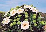 Cactus, Giant Saguaro (Carnegia gigantea) seeds - Image 4