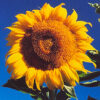 Sunflower, Russian Mammoth (Helianthus annuus) seeds, organic - Image 7