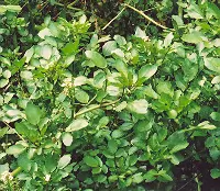 Watercress (Nasturtium officinale) seeds, organic - Image 4