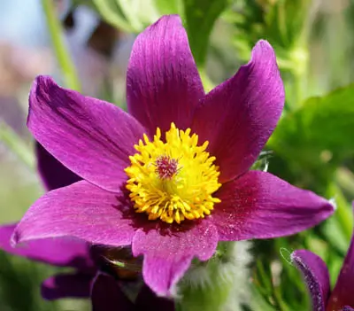 Pulsatilla (Anemone pulsatilla) potted plant, organic - Image 3
