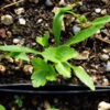 Angelica, Official (Angelica archangelica) seeds, organic - Image 3