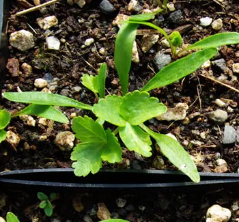 Angelica, Official (Angelica archangelica) seeds, organic - Image 3