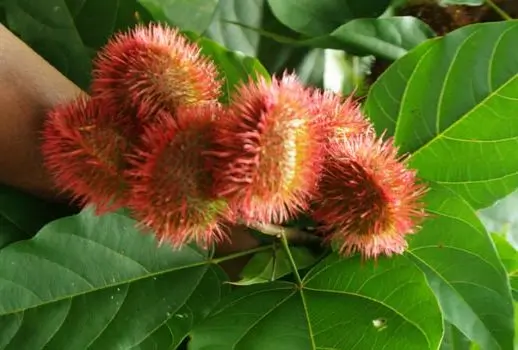 Annatto (Bixa orellana) seeds - Image 2