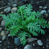 Chamomile, Saint John's (Anthemis sancti-johannis), potted plant, Organic - Image 2