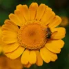 Chamomile, Saint John's (Anthemis sancti-johannis), packet of 50 seeds, Organic - Image 2