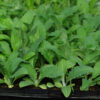 Artichoke, Globe (Cynara scolymus) seeds, organic - Image 3