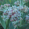 Milkweed, Showy (Asclepias speciosa), packet of 30 seeds - Image 2
