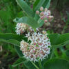 Milkweed, Showy (Asclepias speciosa), packet of 30 seeds