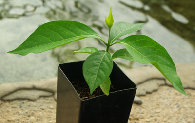 Ayahuasca Yage Banisteriopsis Caapi Ourinhos Potted Vine Organic Strictly Medicinal Seeds