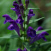 Skullcap Set (3 seed packets): Baikal, Barbat, Official, all organic - Image 3