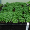 Basil, Greek (Ocimum minimum) seeds, organic - Image 3