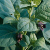 Belladonna, Official (Atropa belladonna) seeds, organic - Image 4