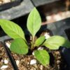 Belladonna, Turkmenistan (Atropa komarovii), packet of 10 seeds, organic - Image 3