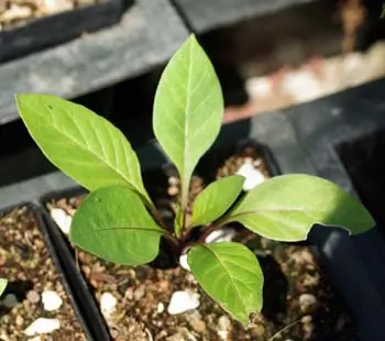 Belladonna, Turkmenistan (Atropa komarovii), packet of 10 seeds, organic - Image 3