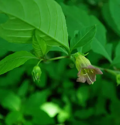 Belladonna, Turkmenistan (Atropa komarovii), packet of 10 seeds, organic