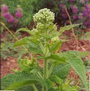 Boneset (Eup. perfoliatum) seeds