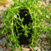 Brahmi (Bacopa monnieri) potted plant, organic